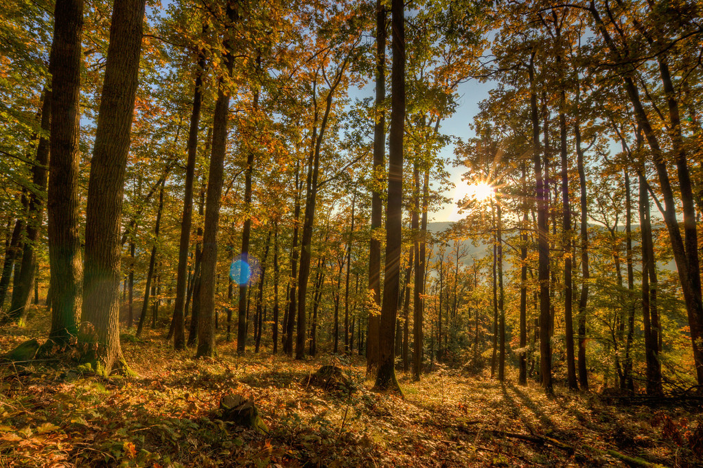 autumn woods west autumn woods west