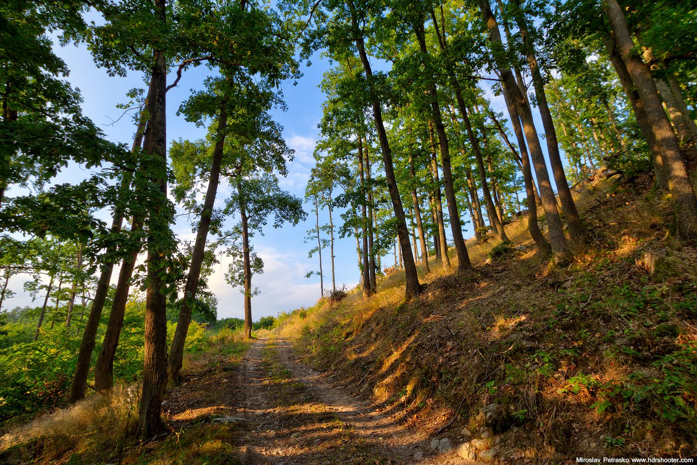 Road in the woods HDRshooter
