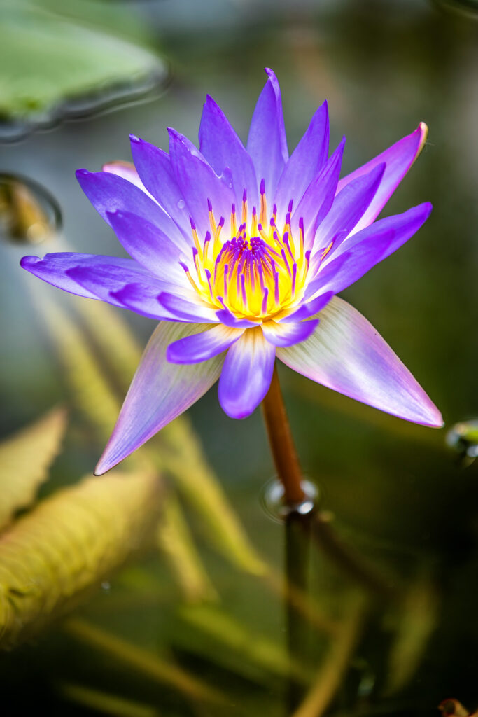 Nature in Spring, Botanical Garden Bratislava