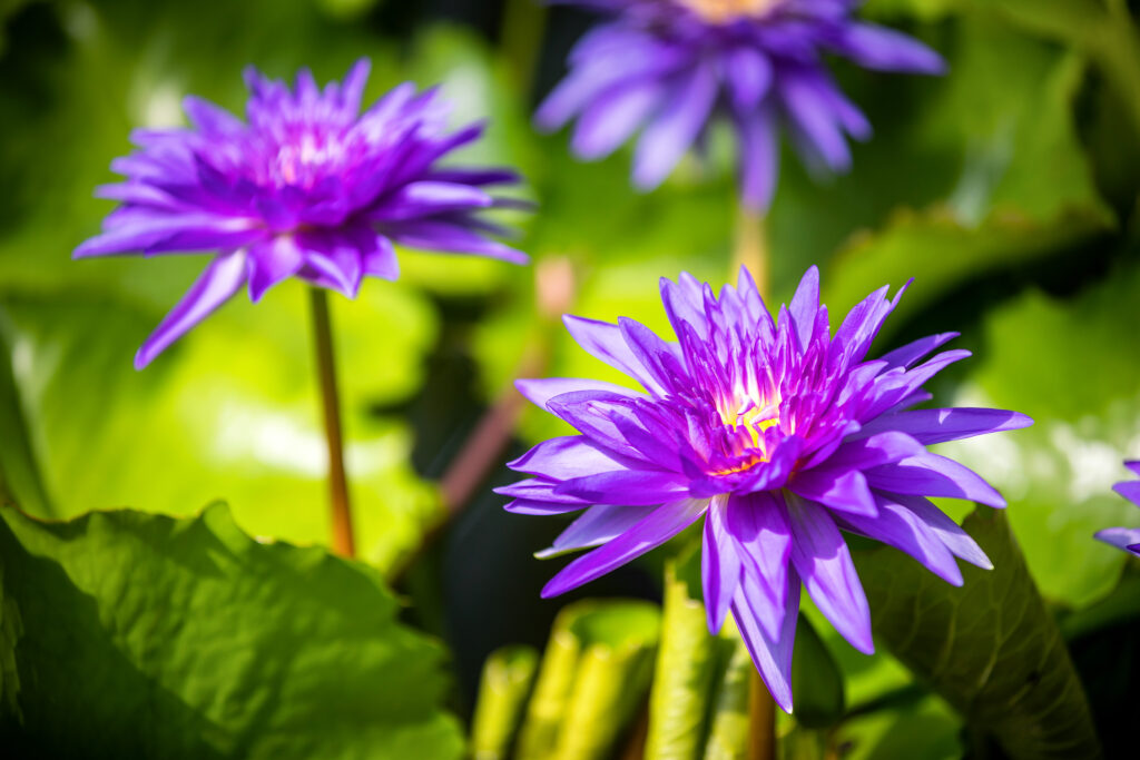 Exploring the colors of Spring, Botanical Garden Bratislava