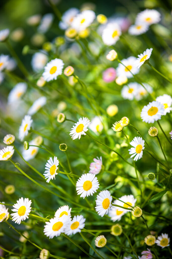 Nature in Spring, Botanical Garden Bratislava