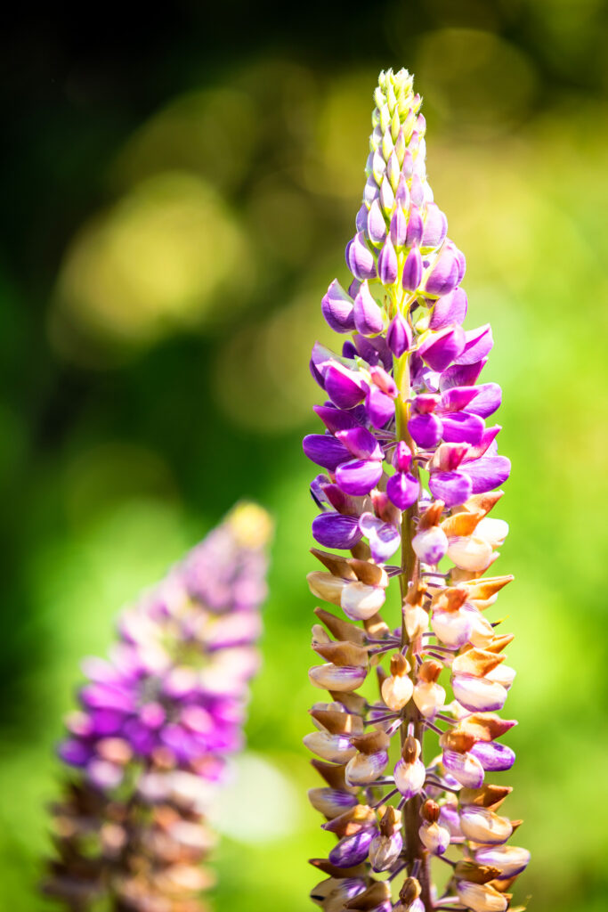 Nature in Spring, Botanical Garden Bratislava